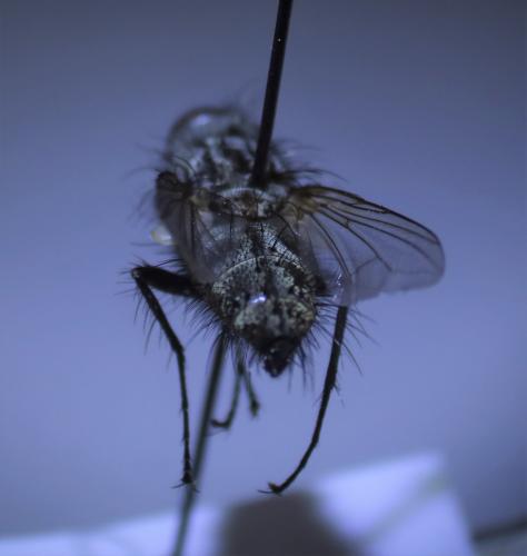 Bithia modesta